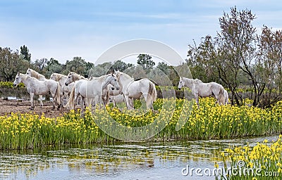 White Camargue horses Stock Photo