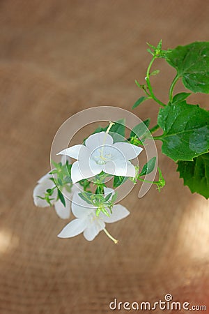 White campanula isophylla flower on brown background Stock Photo