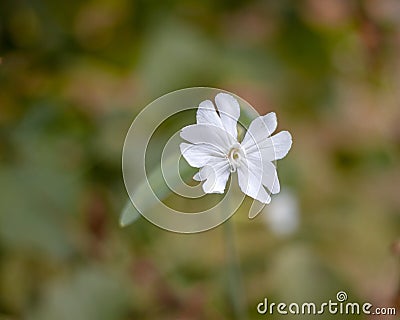 White Campion. White flower Silene latifolia, Melandrium album Stock Photo
