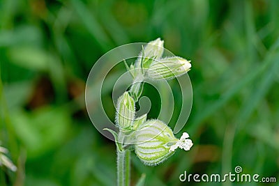 White campion, Silene latifolia or Melandrium album Stock Photo