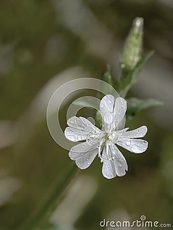 White Campion wild flower, Silene latifolia, closeup detail in nature. Stock Photo