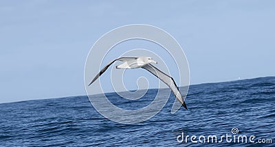 A White-capped Albatross, Thalassarche cauta, gracefully flies over the shimmering body of water in South Africa Stock Photo