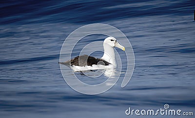 A white capped albatross, Thalassarche cauta, floats on top of the tranquil waters in South Africa Stock Photo