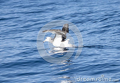 A white-capped albatross, Thalassarche cauta, is taking off gracefully over the water in South Africa Stock Photo