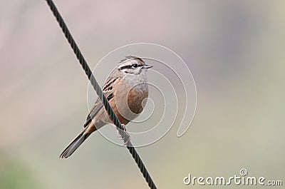 White capped bunting Stock Photo