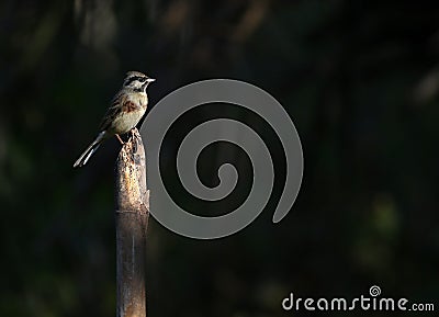 White capped bunting Stock Photo