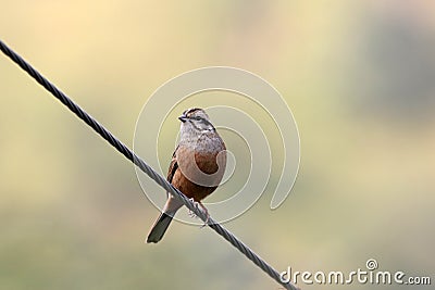 White capped bunting Stock Photo