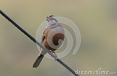 White capped bunting Stock Photo