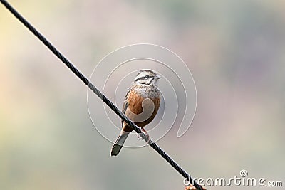 White capped bunting Stock Photo