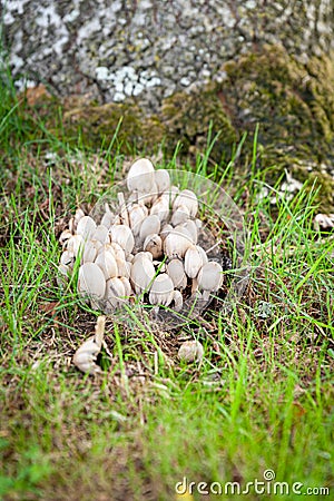 White capped wild Egghead Mottlegill Panaeolus semiovatus semiovatus Stock Photo