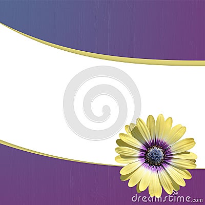 White Card with a single yellow daisy on a blue and purple gradient background. Stock Photo