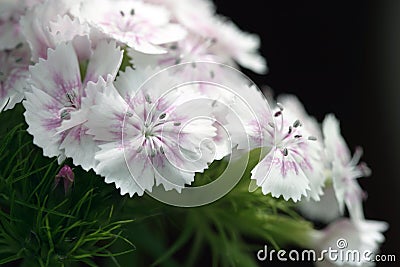 White carnation Stock Photo