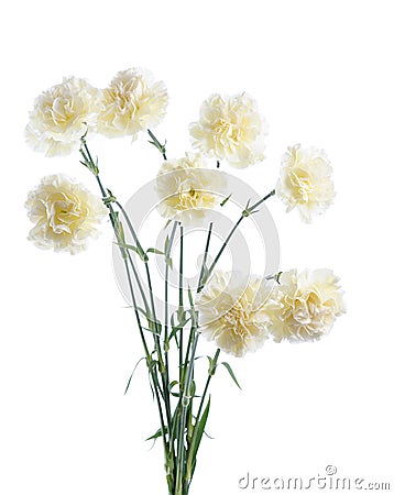 White carnation Stock Photo