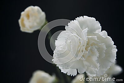 White carnation Stock Photo