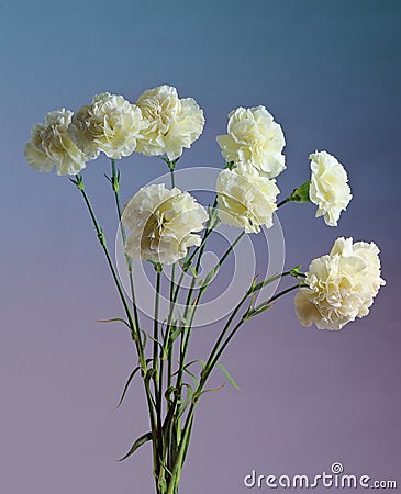 White carnation Stock Photo