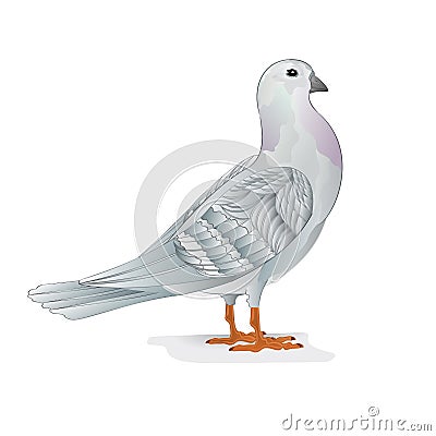 White Carrier pigeon dove domestic breeds sports birds on white background vintage vector animals illustration for design edita Vector Illustration