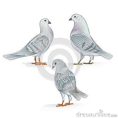 White Carriers pigeons domestic breeds sports birds vintage set three vector animals illustration for design Vector Illustration