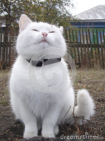 White cat Stock Photo