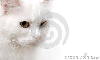 White Cat Stock Photo