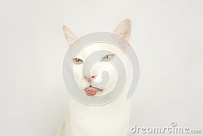 White cat with a white background Stock Photo