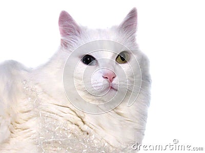 White Cat Stock Photo