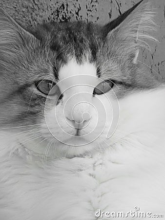 White cat Stock Photo