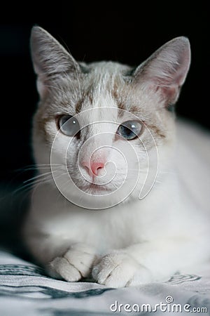 White cat with blue eyes portrait Stock Photo