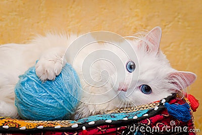 White cat with blue eyes. Shallow depth of field Stock Photo