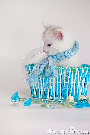 A white cat in a blue scarf sits in a basket Stock Photo