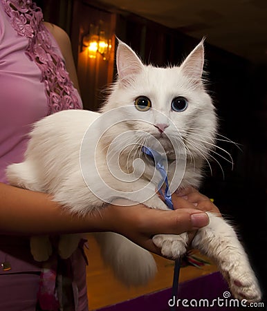 White cat breed Turkish Angora with eyes of different colors, at the cat Show Stock Photo