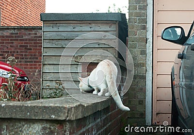 A white cat on brick wall ready to pounce Stock Photo