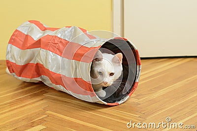 White cat in the cat tunnel Stock Photo
