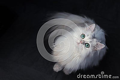 White cat chinchilla. Fluffy cute pet animal with Stock Photo