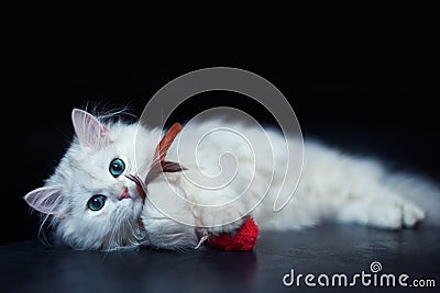 White cat chinchilla. Fluffy cute pet animal with Stock Photo
