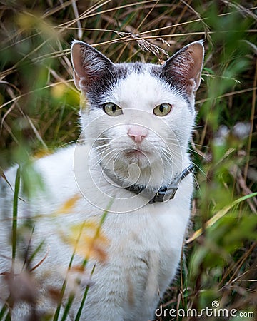 White cat with collar hunting in the meadow Stock Photo