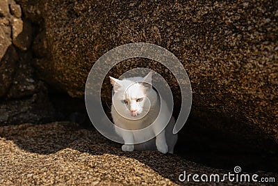 A white cat crawled out of the cave, sitting on the rocks, licking his lips, a happy cat. Stock Photo