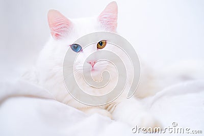 White cat with different color eyes. Turkish angora. Van kitten with blue and green eye lies on white bed. Adorable Stock Photo