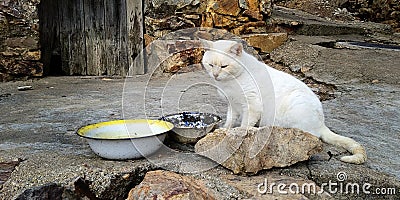 White cat on a dirty street Stock Photo