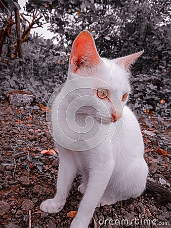 This is White cat,, edit by lightroom preset Stock Photo