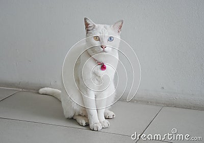 White Cat Eye Color Yellow and blue heterochromia Stock Photo