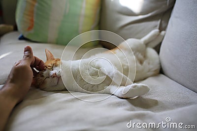 White cat feel good when it heads is touched by pet owner Stock Photo