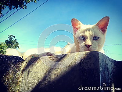 The white cat on the fence begs for something Stock Photo