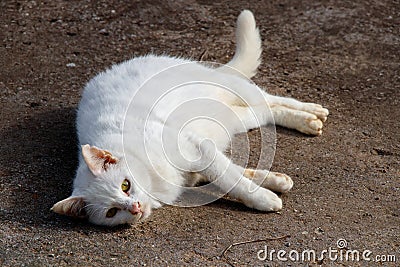 white cat has different blue yellow eyes lie down rest Stock Photo