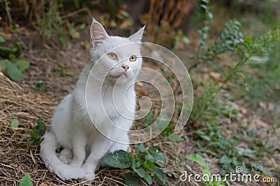 White cat with hypnotizing eyes Stock Photo