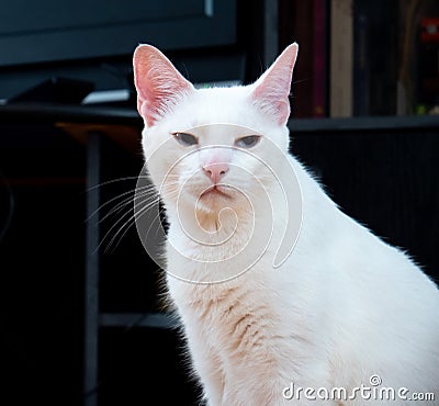 White cat judging people Stock Photo