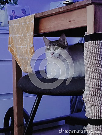 White cat lays down on the chair, pet, mamal, animal Stock Photo