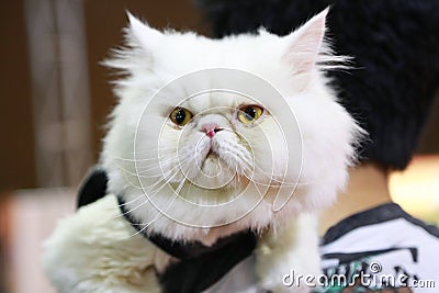 Angry White Cat Stock Photo