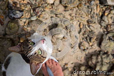 White cat looks up. Domestic pet near human feet. Summer travel with cat concept. Walking cat outdoor Stock Photo