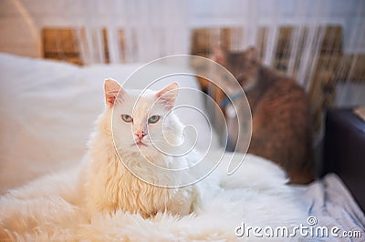 White cat lying on the bed. Thick, fluffy and important Stock Photo