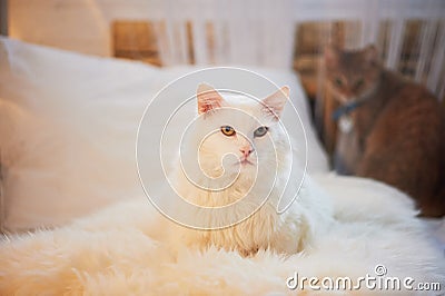 White cat lying on the bed. Thick, fluffy and important Stock Photo